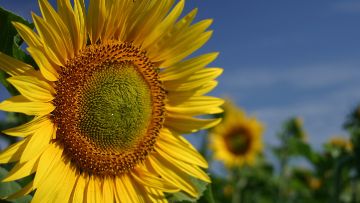 tournesol désherbage post-levée
